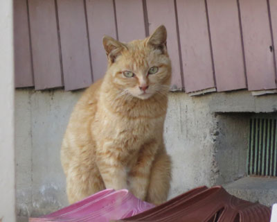 �������ꂵ�����Ȃ˂�