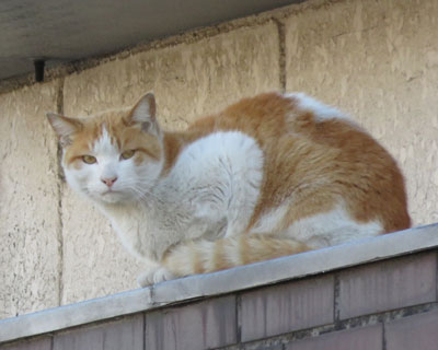 �悭�Q�K�̂Ђ����ɂ���