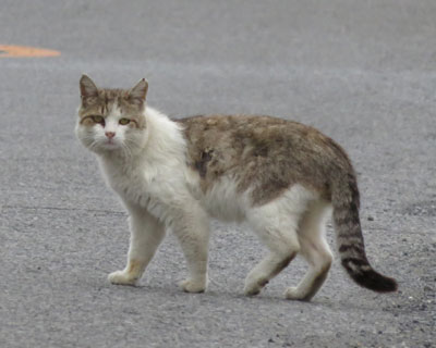 ������������ƒɂ�