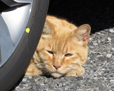 �I���W�����͌������Ă����C