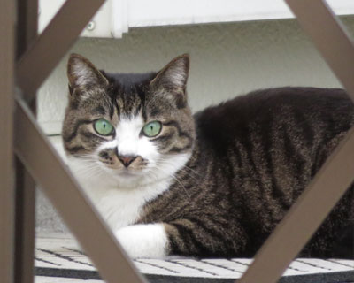 �ڂ͂܂�ۂ���{