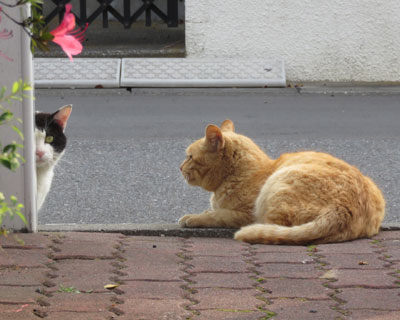 �ł��F�B�͕��C����Ȃ�