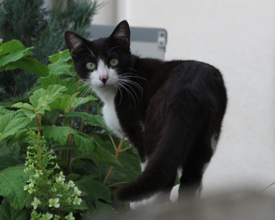 ����������ꂽ