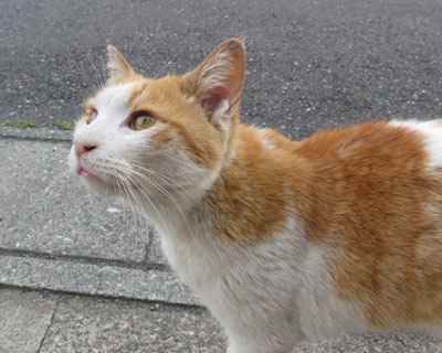 �������Ȃ��ƃX���X������ɑ����ė���