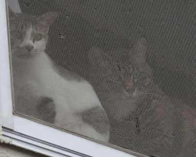 �����o�[���悭�ւ��