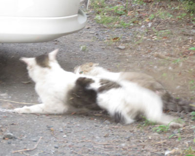 ���ԏ�ő傰��