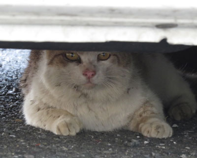 �����ē�����