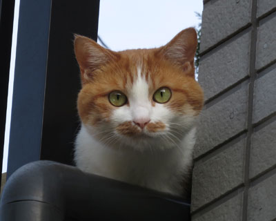 ���܂ɊO�ɂ���