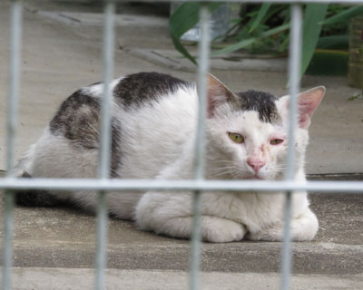 �₳���ꂿ���͂����P���J���Ă�݂���