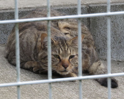 ���̋C�z�Ŗڊo�߂�