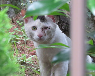 ��ɉ��䂵�Ă�