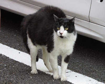 �������Ăӂ����