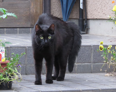 �݂�Ȃӂ����