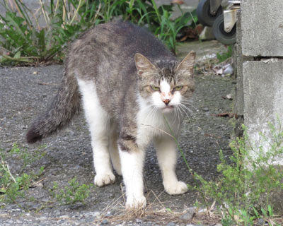 ����Ȋ炵�ă��X