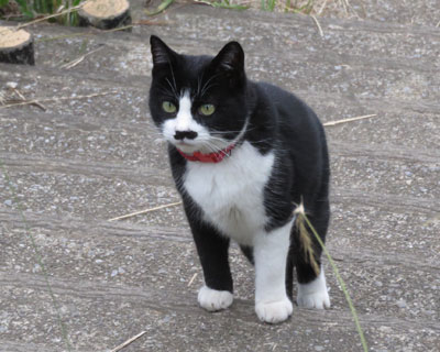 �������Čł܂邿��ѕE�����