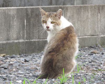 �ł��܂����䂵��