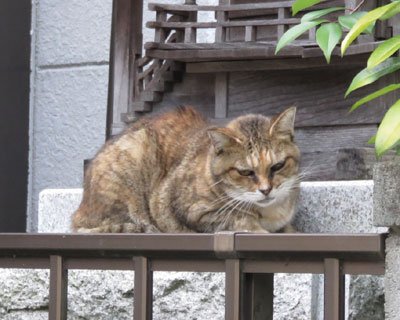 �V���[�v�Ȋ�̂˂�