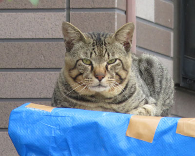 ���܃I���W