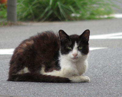 ����܂茳�C��������Ȃ�