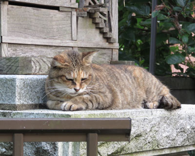 �������Ă����������Ă�˂�