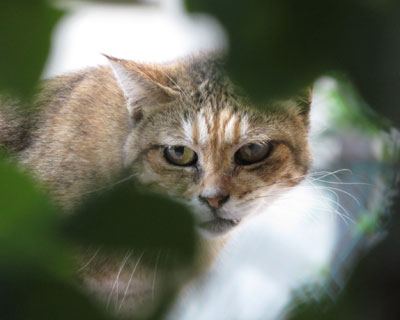 ��ɃL��������