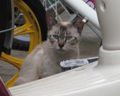 �B��Ă����H