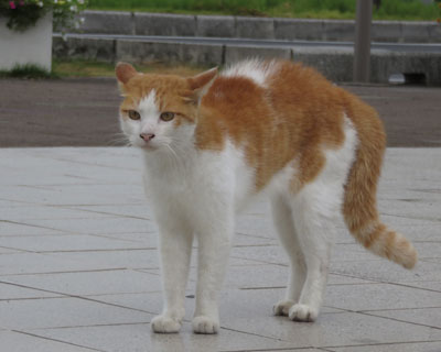 �������Ăӂ���񂾃X���X�������