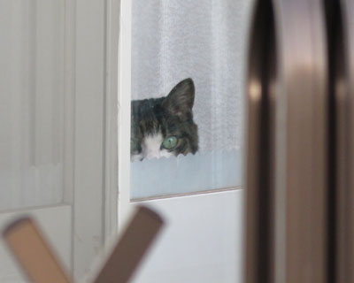 �Ƃ̒��Ɋ��ڂ����