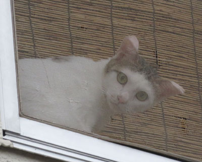 �Q�K���猢���Î�