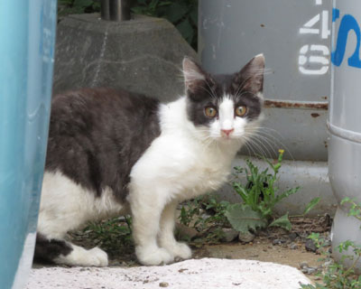 �ӂ��ӂ����ڂ����̎q������H