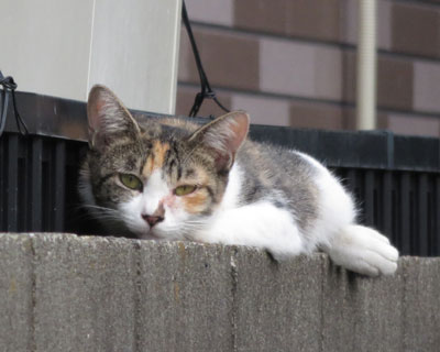 ���낮���O�т����