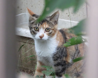 �q�O�т����