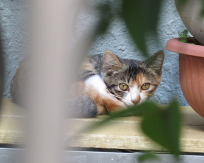 �ۂ܂�Ə�����