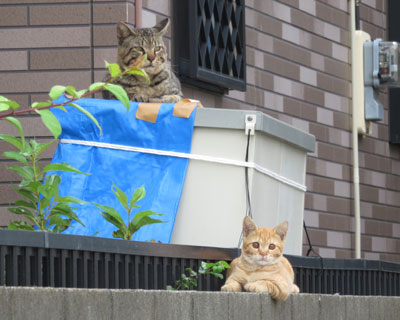 ���q�g��������