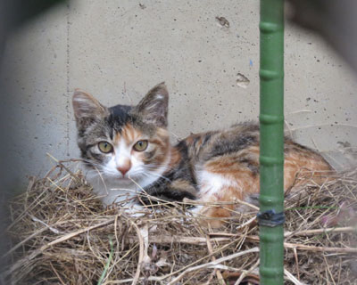 ����������q�O�т����