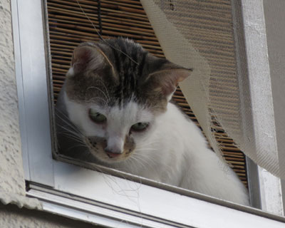 ����`���̂ɕ֗�