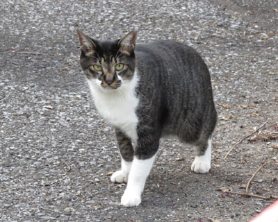 ��肵�������̂˂�