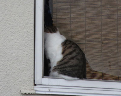 �ʃo�[�W����������