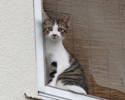 ���Ȃ���`������