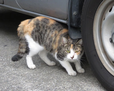 �}�ɑ������ċ������O�т����