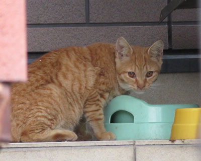 �����H�ׂĂ镻�q�g��