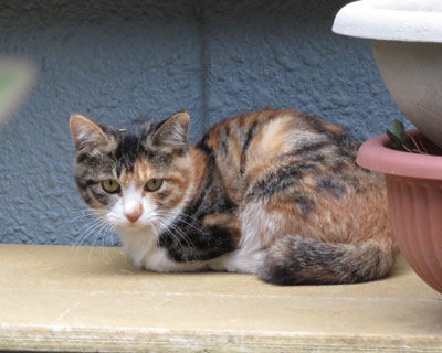 �q�O�т���񂪒��O�т�����