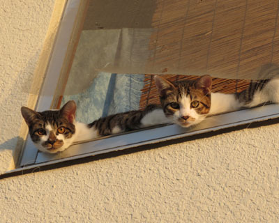 �V���N���J�����ڐ�