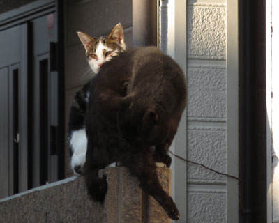 ��O�ɗ����͂����鍕�˂�