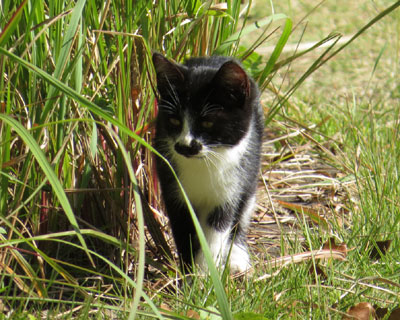 �����q�˂��H