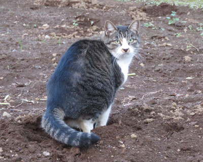 �g�C����