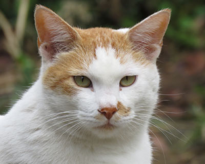 �L���b�Ƃ��Ă݂���