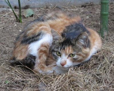 ���O�т���񂾂��Ԉ����