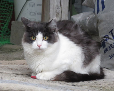 �ӂ��ӂ������ۂ����