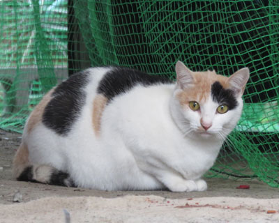 �߂��ɂ����O�т��������킢��